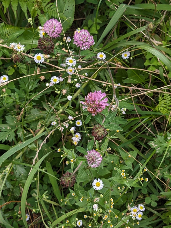 野草